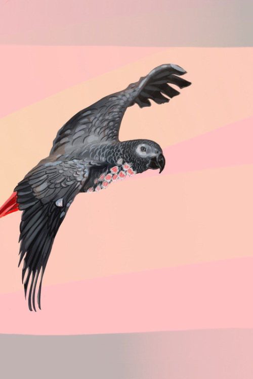 Палантин “Grey african parrot”