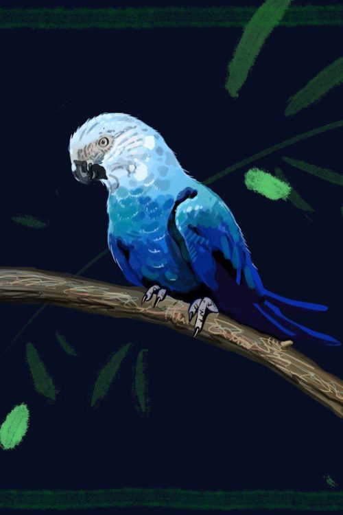 Палантин “Blue macaw”