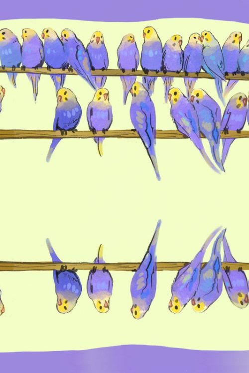 Палантин “Budgies collection”