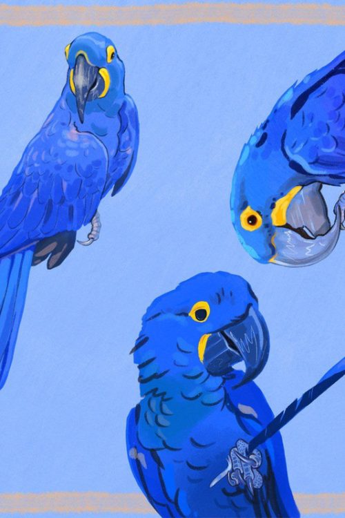 Палантин “Hyacinth macaw”