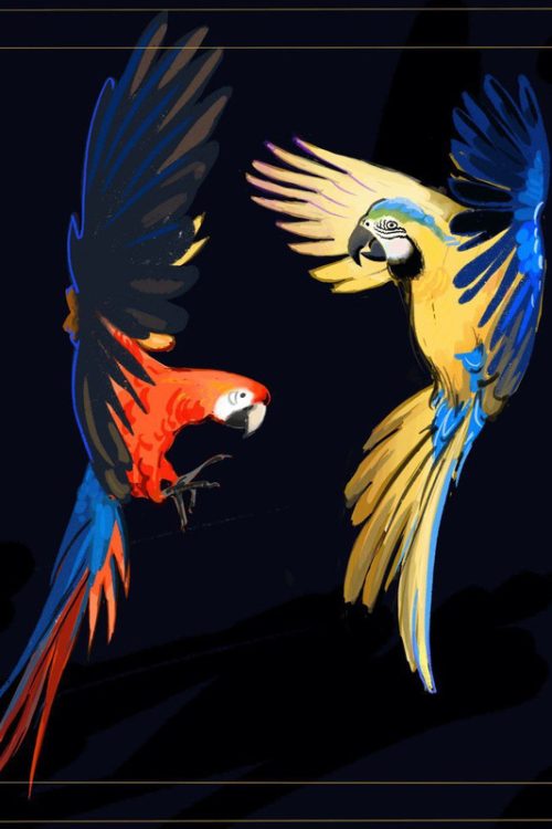 Палантин “Macaw dance”
